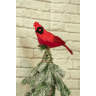 Holly Feather Cardinal Tree Topper main image 0
